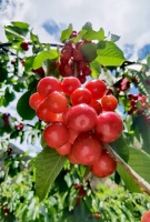 散文｜亮晶晶的甜樱桃