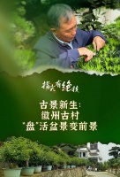 指尖有绝技｜古景新生：徽州古村“盘”活盆景变前景