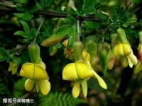 【古诗词鉴赏】宋代词人陆游《谢池春》词赏析