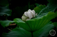 “盛夏”（170） | 上游主题摄影征稿作品展——张颂东作品