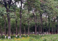 去“豫”见泡桐的地方