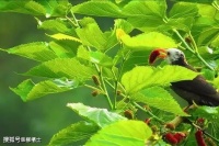 【古诗词鉴赏】唐代诗人王昌龄《闺怨》诗赏析