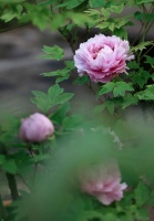 中国匠人好浪漫！泥土做成花，留下迷人香