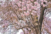 在树的面前，无需遮掩