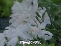 玫瑰的篇章：方母突然离世，临终揭示方协文惊世秘密，期盼玫瑰宽恕
