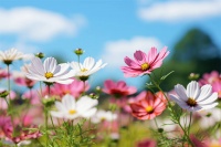 《曾有天真少年时》：豁达的人生之旅