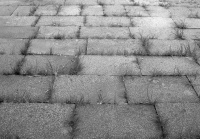 你知道上海方言的“庭心”是什么吗？丨闵行情