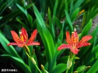 【古诗词鉴赏】宋代词人苏轼《蝶恋花·春景》词赏析