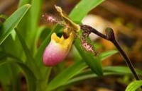 【夜听】唐代诗人李白《山中与幽人对酌》诗赏析