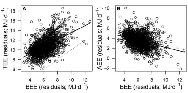 总能量消耗(TEE)与基础能量消耗(BEE)成正比,而日常活动的能量消耗(AEE)却与基础能量消耗成反比。