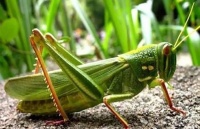 徐国赞：说蚂蚱