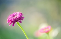 化解表白的尴尬：让爱意在心田绽放