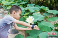 广西南宁：夏日荷美引人赏