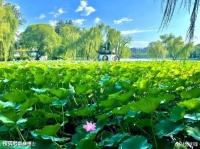 【古诗词鉴赏】宋代词人 朱淑真《清平乐·夏日游湖》词赏析