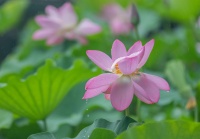 雨润荷花别样美