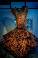 全球“苏迷”和松鼠都惦记的这棵荔枝树熟了 7月4日开摘