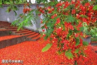 汤勇：“快乐的猪”与“苏格拉底般痛苦的人”