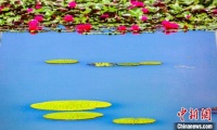 河南鲁山：盛夏荷花别样红