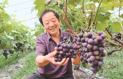 小暑临近，在山东省枣庄市台儿庄区泥沟镇夹坊村，农民正在采摘葡萄。贾礼章摄（人民视觉）