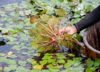 我和我的家乡｜菱角与乡愁（苏州张家港杨舍镇汤联社区　周孜骞）