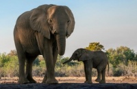 外媒：无视警告下车接近象群拍照，西班牙游客被大象踩死