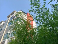 临江仙 吟竹（外三首）