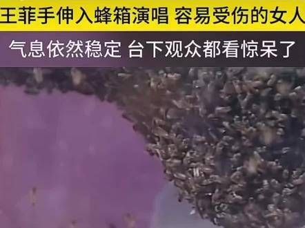 在蜂箱前,王菲胆大心细献唱《容易受伤的女人》,声线依旧动人…