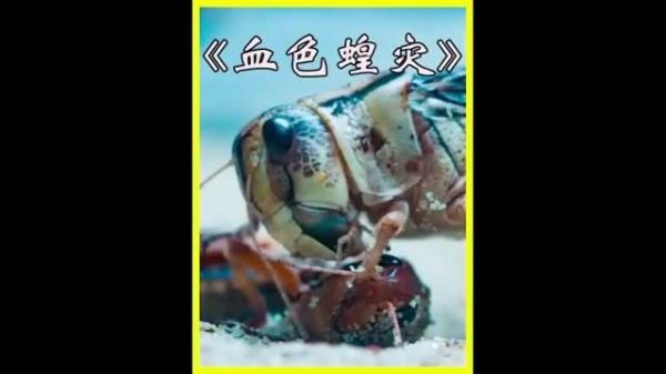 小美不慎触碰到储虫网,瞬间,成群的蝗虫扑向了那个小男孩