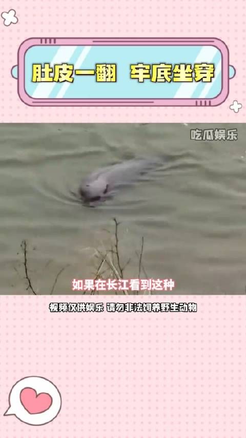 江豚:肚皮一翻牢底坐穿江豚萌宠出道计划可爱到爆炸野生动物