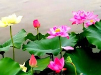 映月荷塘伴蛙鼓 舞风柳燕听蝉鸣｜夏日闲吟三则（外二首）