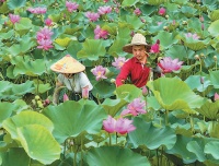 大暑：热蒸雨煮，祛湿防暑