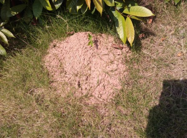 红火蚁的巢穴(图片来源:冉浩)