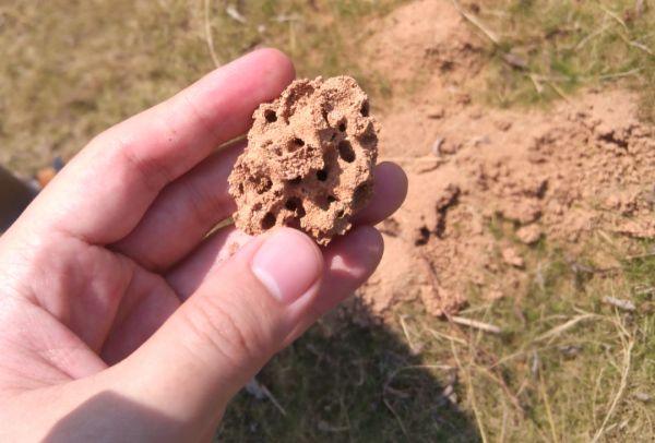 红火蚁巢内部像蜂巢一样的结构(图片来源:冉浩)