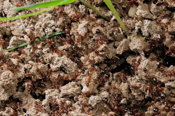 涌出巢穴的红火蚁(图片来源:刘彦鸣)