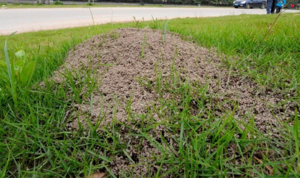 户外的红火蚁巢(图片来源:刘彦鸣)