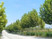 回乡偶拾三章（外四首）