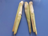 它是蔬菜界的“水中参”，现在正上市