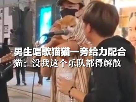 男生献唱时猫咪在一旁强力伴奏，猫心想：没了我，这乐队怕是要散伙