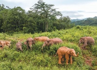 北上南归象群健康繁衍