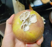 苹果上的蘑菇是什么？