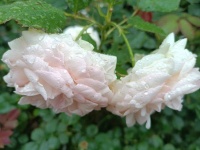 中元节怀念母亲（外二首）