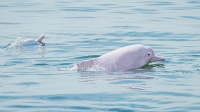 中华白海豚遨游雷州湾