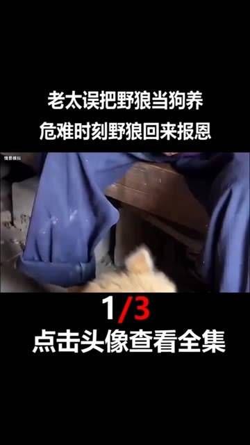 86岁的老太太视力模糊，误将狼视为犬类细心照料，在关键时刻与野兽近距离接触