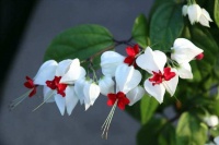 “花和尚”苏曼殊的六首经典诗，相逢莫问人间事，故国伤心只泪流