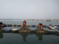 挖煤炼钢的唐山养河豚，竟然干到了全国第一？