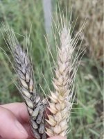 极端天气高发，如何确保粮食安全？