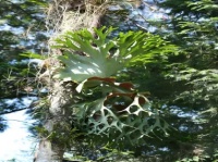 蚂蚁与植物之间的神奇故事