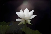 二分钟讲清楚“佛学”