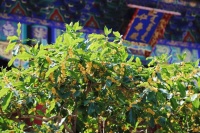 赏桂花、看展演、登中轴、夜赏月，中秋节逛公园花样多