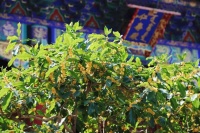 赏桂花、看展演、登中轴、夜赏月，中秋节逛北京市属公园花样多